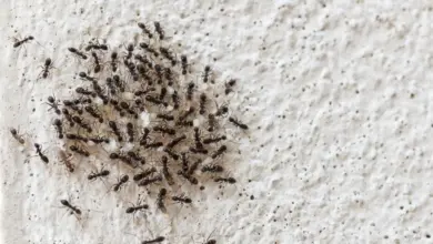 طرق التخلص من النمل بالمنزل